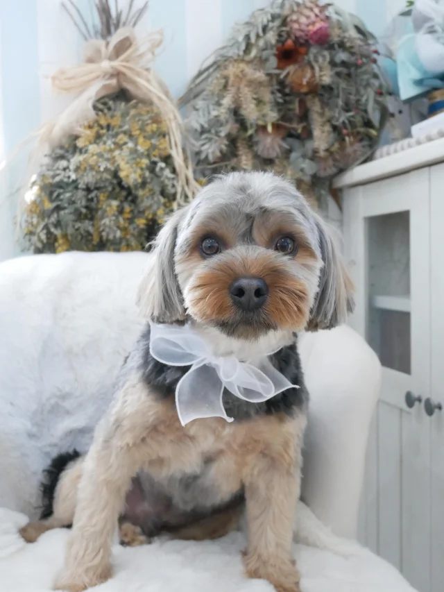フォトギャラリー | dog salon ao ｜横浜市瀬谷区のトリミングサロン